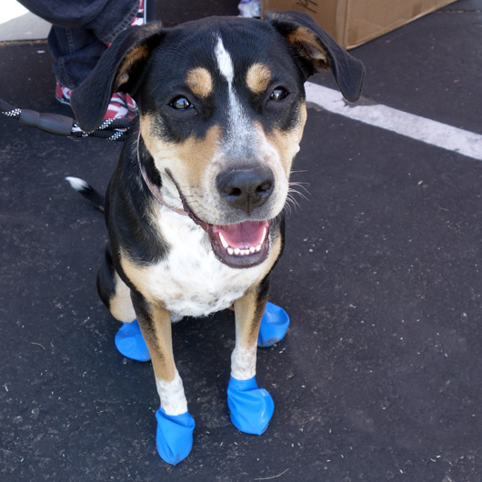 Cause for Paws 2021 Recap