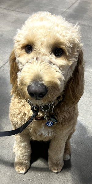Operation K9 Companion 2026 winner Finn